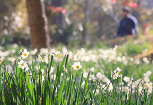 [K-Geography] Jeju daffodils in full bloom