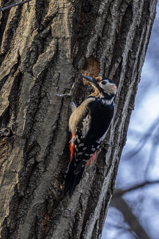 [K-Geography]  Woodpecker searching for prey