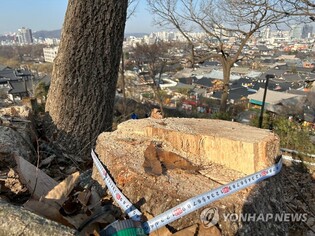 "전주 한옥마을 오목대숲 무차별 벌목…제 살 깎아 먹는 행위"