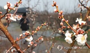 Downpours, strong winds hit Jeju, disrupting airport operations