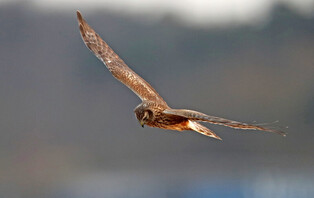 [K-Geography] Hen harrier aiming at prey