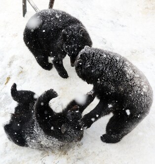 선물추첨·전통놀이…세종시 수목원서 설 연휴 행사 다채