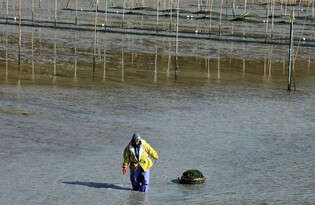 [K-Geography] Harvesting 'maesaengi' seaweed