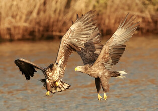 [K-Geography] White-tailed eagle fighting for prey