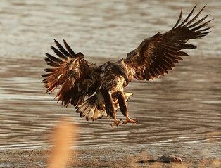 [K-Geography] White-tailed eagle finds dead fish
