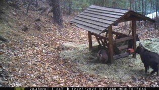 "추운 겨울 잘 견디고 있구나" 먹이 활동 중인 산양 가족 포착