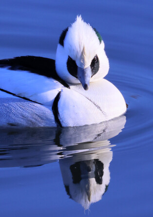 [K-Geography] Smew on river
