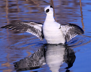 [K-Geography] Smew's elegant pose