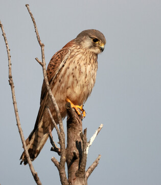 [K-Geography] Staring Kestrel