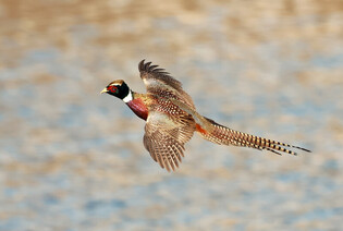 [K-Geography] Pheasant flying