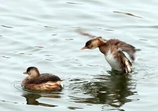 [K-Geography] Little grebes on river