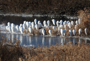 [K-Geography] Cold snap making birds cringe