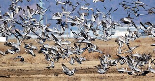 [픽! 경남] "따뜻한 남쪽이 좋아요"…혹한 속 창원 찾은 재두루미