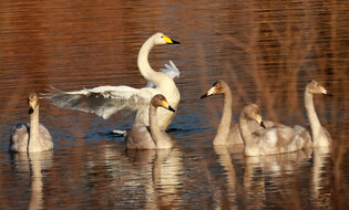[K-Geography] whooper swans looking for food