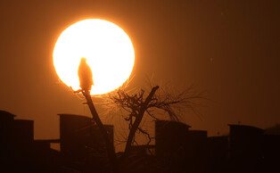 [K-Geography] Eagle in sunset