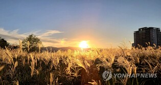 강릉시, 사계절 꽃향기 가득한 도시 만든다