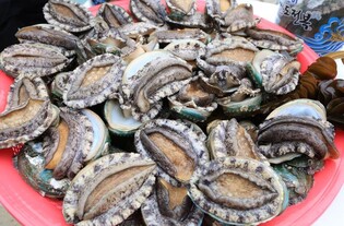 완도 전복 설 연휴 판매량 증가…"명절 선물 인기 입증"