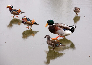 [K-Geography] mandarin ducks and mallard walking on ice