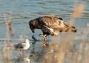 [K-Geography] Rich diet for eagle