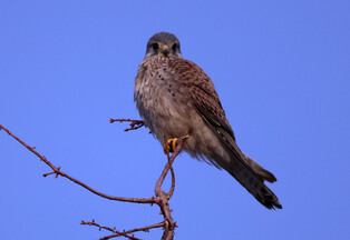[K-Geography] Kestrel searching for prey