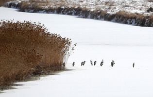 [K-Geography] Herons resting in snowy river