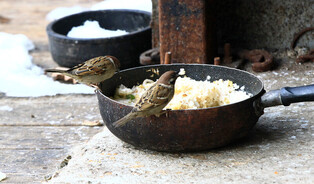 [K-Geography] Hungry sparrows