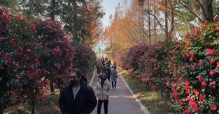 신안군 섬 겨울꽃 축제 6만여명 다녀가 '성황'