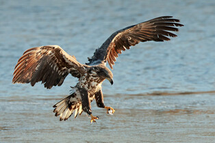 [K-Geography] Majestic white-tailed eagle