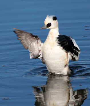 [K-Geography] Smew flapping wings