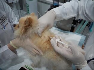 청주시, 반려동물 내장형 등록비용 3만원 지원