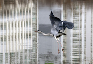 [K-Geography] Gray heron in S. Korea