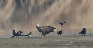 [K-Geography] Sea eagle and magpies