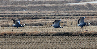 [K-Geography]  Wintering cranes