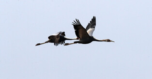 [K-Geography] Cranes flying over
