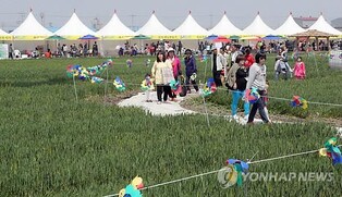 "보리밭 사잇길로 걸어가면"…군산꽁당보리축제 5월 개최