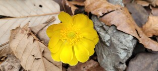 노란 개복수초, 하얀 노루귀…경주 토함산에 봄꽃 활짝