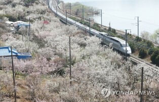 "곧 만나요"…양산 원동매화 축제 4년 만에 개최