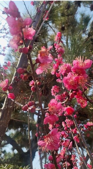 조선홍매화, 신안 '백억정원'서 타오르듯 붉게 피어나