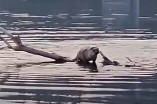 경주 형산강서 수달 발견…환경단체 "보호구역 지정해야"
