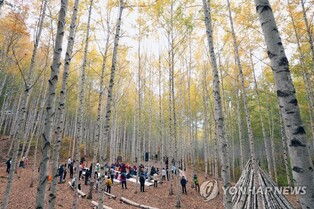 인제군 자작나무숲 '포레스트 매직' 스마트관광 사업 선정