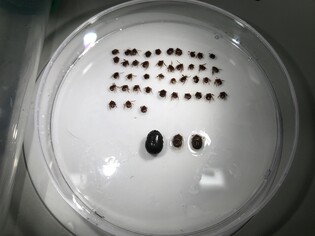 지난해 대전 반려동물서 인수공통전염병 감염 진드기 3마리 발견