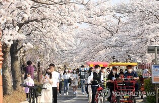 Gangneung Cherry Blossom Festival to return in four years