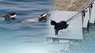 마라도 길냥이 이어 반려견에 '불똥'…"목줄 없는 배회 금지"
