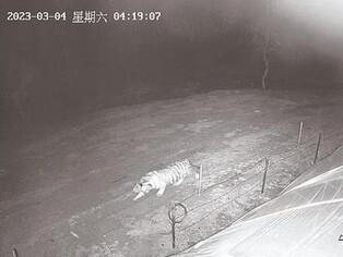 中동북서 야생 백두산 호랑이 민가 출몰…주의보 발령