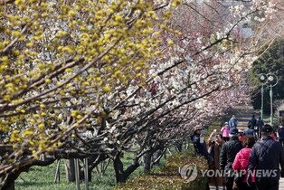 Spring festivals to return in Busan after four years