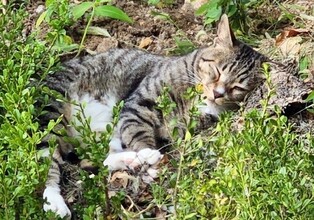 길고양이 문제 다루는 민관협의체 출범…중성화 지침도 마련