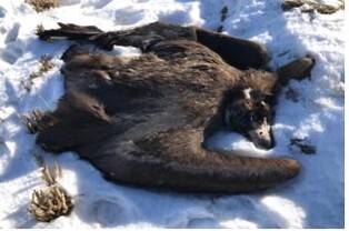 지난겨울 야생조류 농약중독 11건…멸종위기종도 18마리 죽어