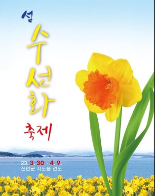 "봄의 향연, 힐링여행 오세요"…신안군, 선도서 수선화 축제