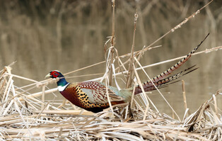 [K-Geography] Cock pheasant walking