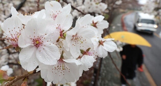 [K-Geography] Cherry blossom in spring rain